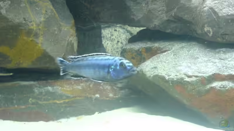 Besatz im Aquarium Becken 6439 von Eric Jost (5)