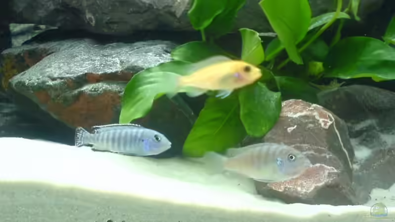 Besatz im Aquarium Becken 6439 von Eric Jost (6)