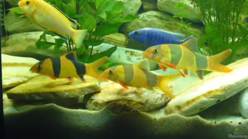 Besatz im Aquarium Becken 6445 von Holger Müller (10)