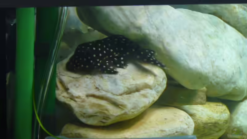 Besatz im Aquarium Becken 6445 von Holger Müller (11)