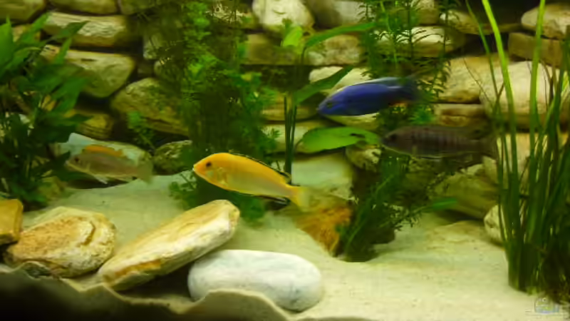 Besatz im Aquarium Becken 6445 von Holger Müller (6)