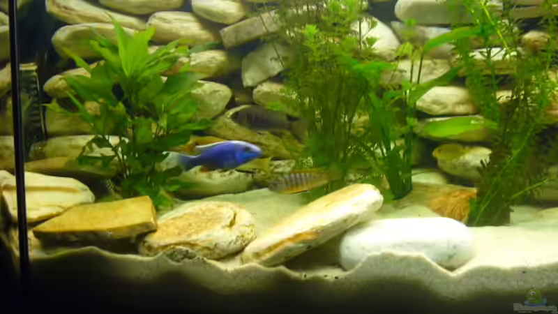 Besatz im Aquarium Becken 6445 von Holger Müller (9)