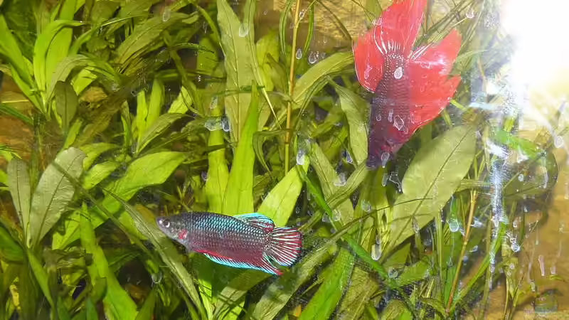 Besatz im Aquarium Becken 6449 von Ralf Schmitz (3)