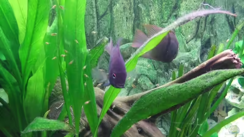 Besatz im Aquarium Becken 6451 von Melanie Burkhard (16)