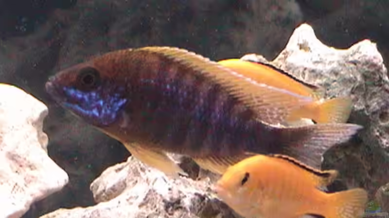 Besatz im Aquarium Becken 646 von Kevin Münch (2)