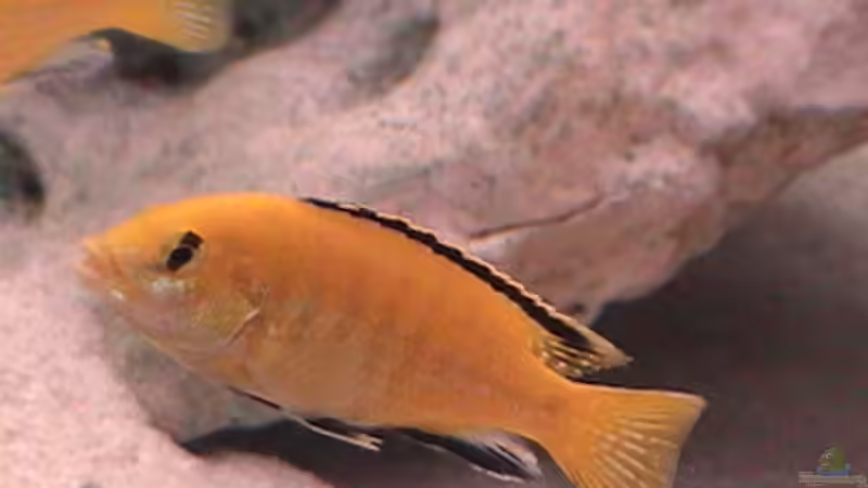 Besatz im Aquarium Becken 646 von Kevin Münch (4)