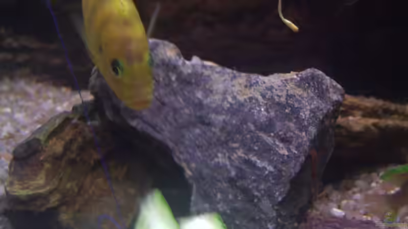 Besatz im Aquarium Becken 6466 von David Gläs (11)