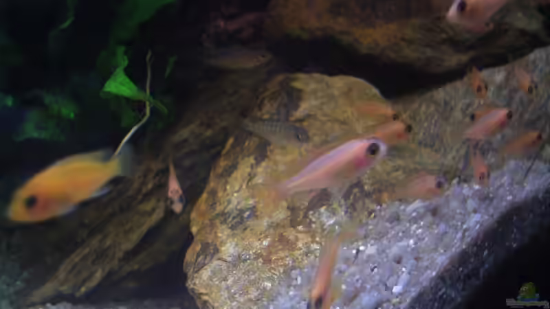 Besatz im Aquarium Becken 6466 von David Gläs (12)