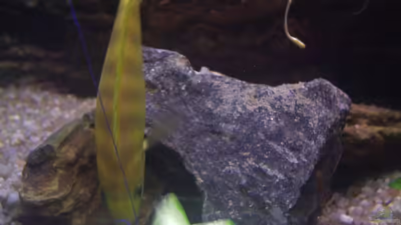 Besatz im Aquarium Becken 6466 von David Gläs (13)