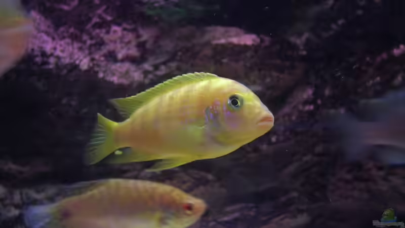 Besatz im Aquarium Becken 6466 von David Gläs (14)