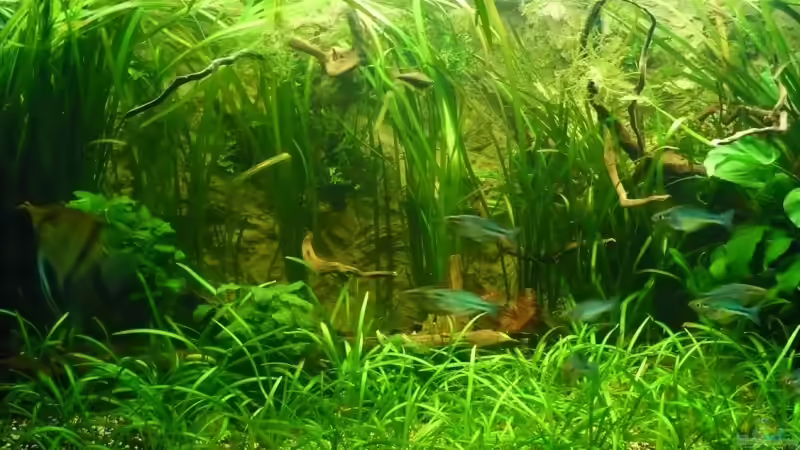 Besatz im Aquarium Becken 6467 von Reiner Pollak (3)