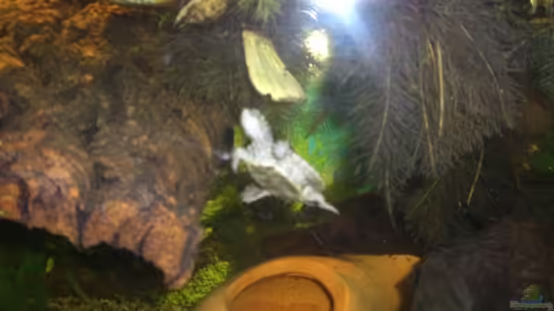 Besatz im Aquarium Becken 6468 von Marco Röhrig (6)