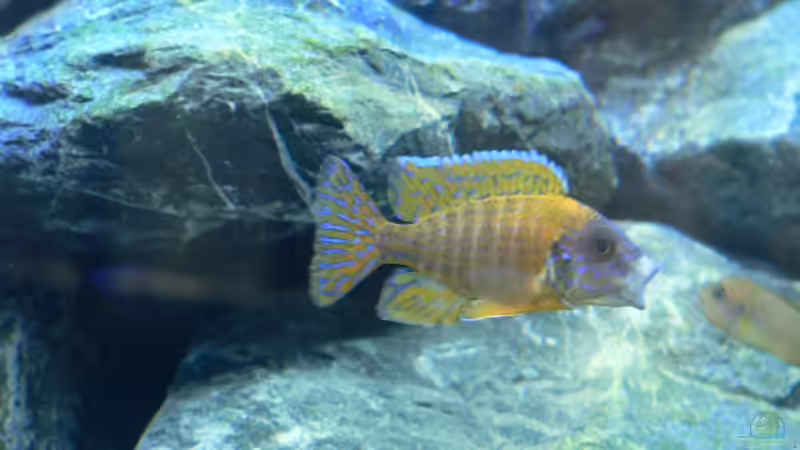 Besatz im Aquarium Becken 6488 von Jasper Rotgans (10)