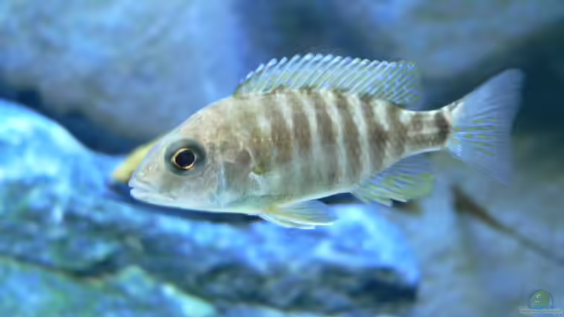 Besatz im Aquarium Becken 6488 von Jasper Rotgans (13)