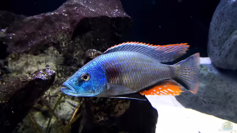 Besatz im Aquarium Becken 649 von robbe (11)