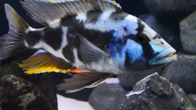 Besatz im Aquarium Becken 649 von robbe (12)