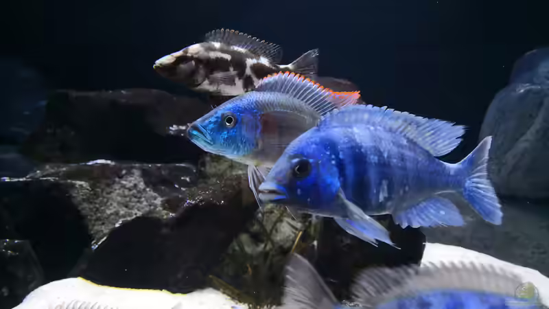 Besatz im Aquarium Becken 649 von robbe (13)