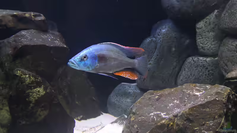 Besatz im Aquarium Becken 649 von robbe (14)