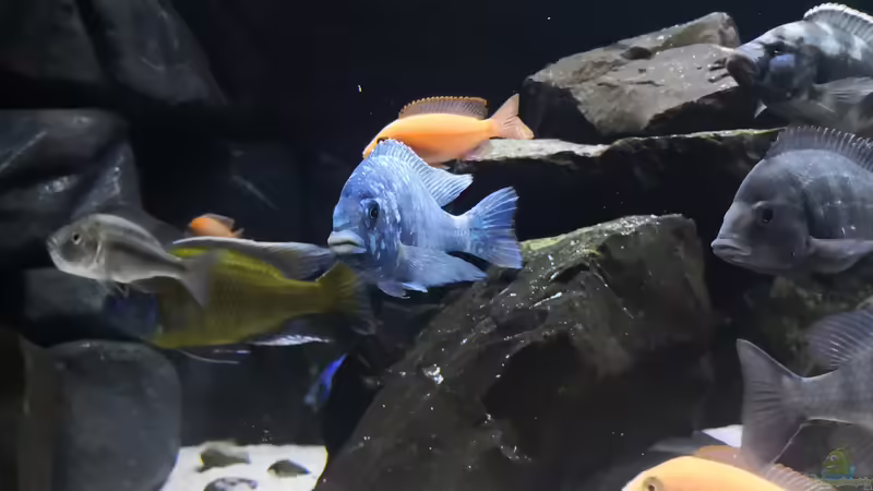 Besatz im Aquarium Becken 649 von robbe (15)