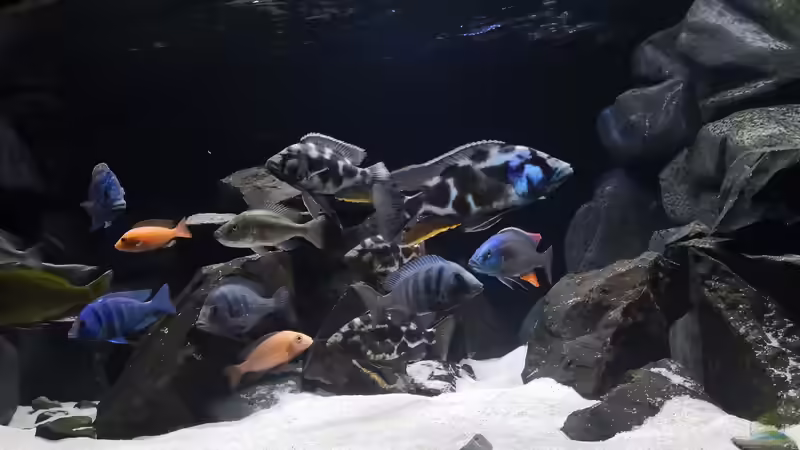 Besatz im Aquarium Becken 649 von robbe (16)