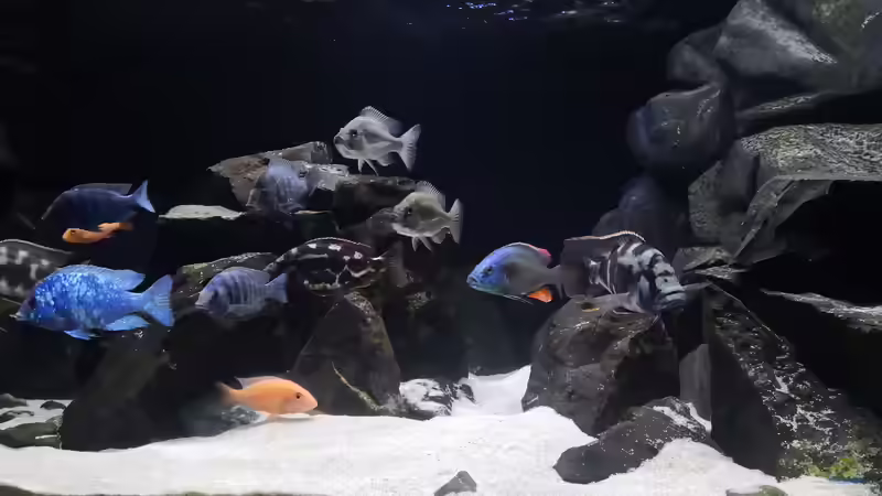 Besatz im Aquarium Becken 649 von robbe (17)