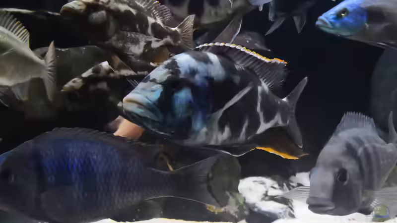 Besatz im Aquarium Becken 649 von robbe (18)