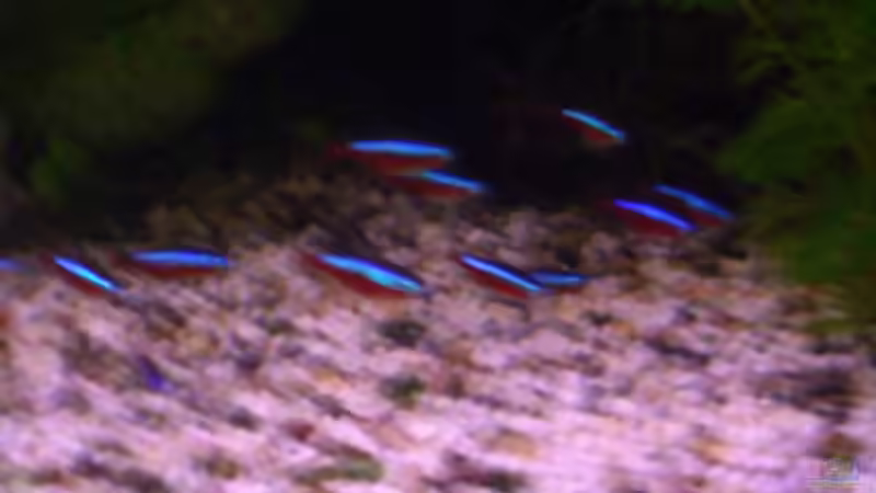 Besatz im Aquarium Becken 650 von Sandro Di Giandomenico (24)