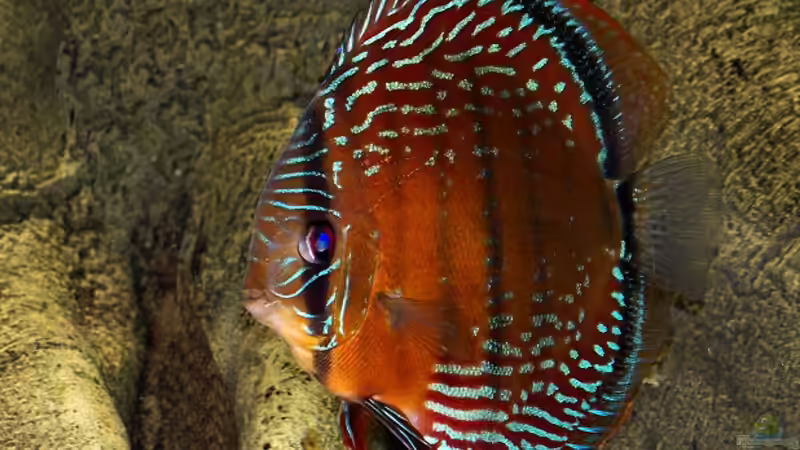 Besatz im Aquarium Becken 650 von Sandro Di Giandomenico (26)