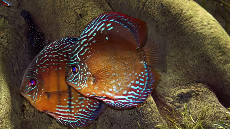 Besatz im Aquarium Becken 650 von Sandro Di Giandomenico (27)