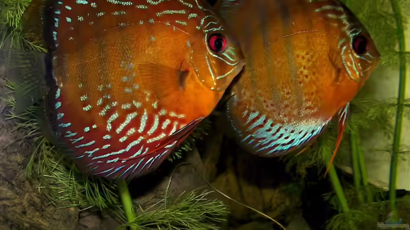 Besatz im Aquarium Becken 650 von Sandro Di Giandomenico (28)