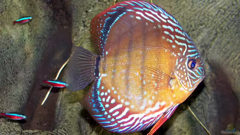 Besatz im Aquarium Becken 650 von Sandro Di Giandomenico (29)