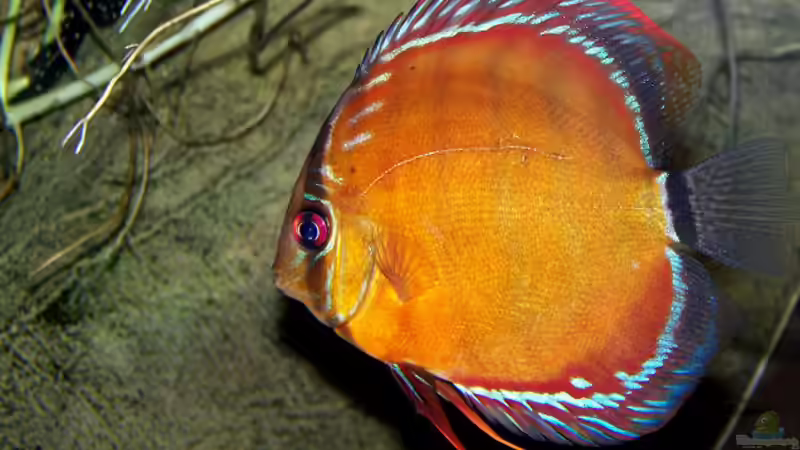 Besatz im Aquarium Becken 650 von Sandro Di Giandomenico (30)
