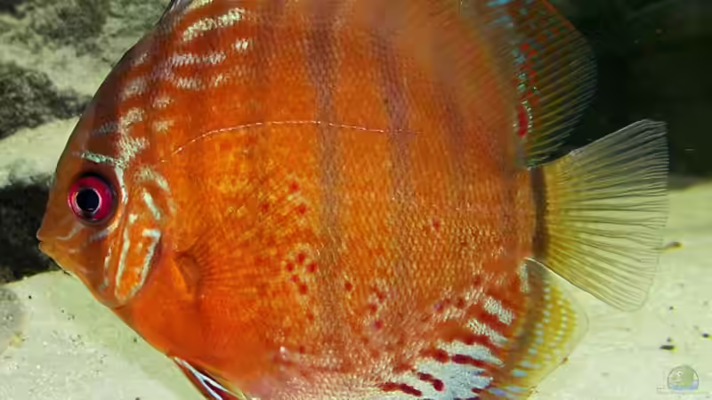 Besatz im Aquarium Becken 650 von Sandro Di Giandomenico (31)