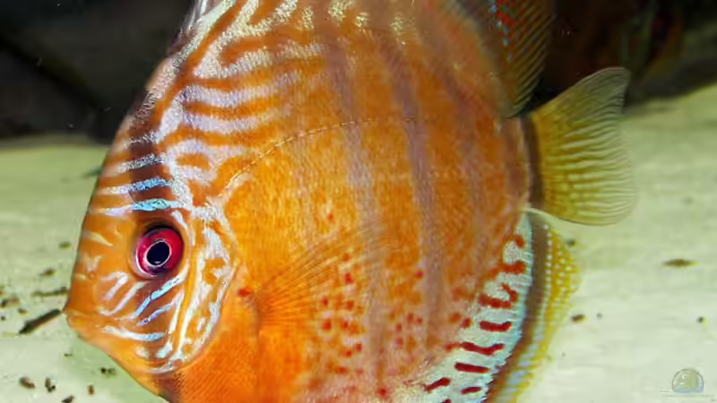 Besatz im Aquarium Becken 650 von Sandro Di Giandomenico (32)