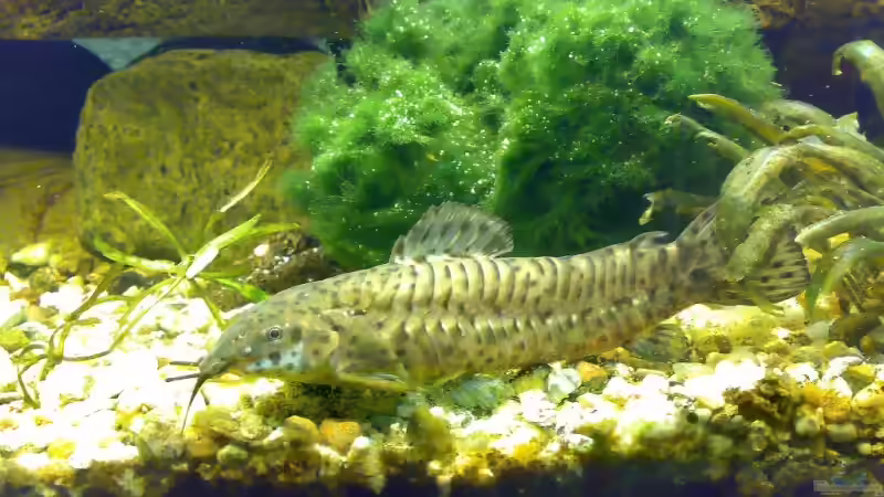 Besatz im Aquarium Becken 6505 von Christopher Schwarz (10)