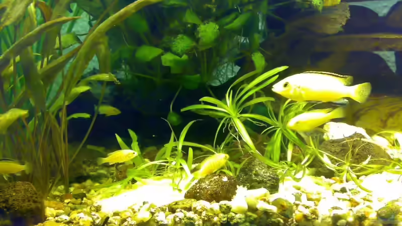 Besatz im Aquarium Becken 6505 von Christopher Schwarz (11)