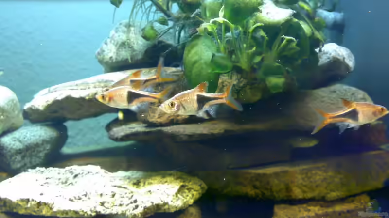 Besatz im Aquarium Becken 6505 von Christopher Schwarz (12)