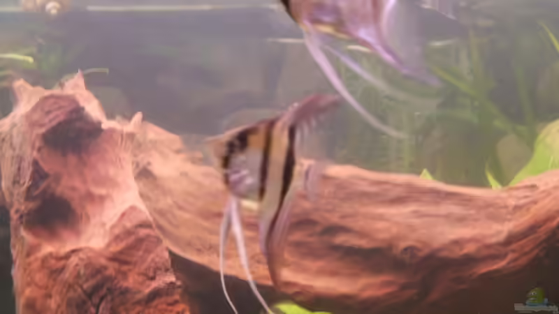 Besatz im Aquarium Becken 6512 von Andreas Müller (13)