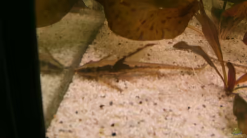 Besatz im Aquarium Becken 6512 von Andreas Müller (14)