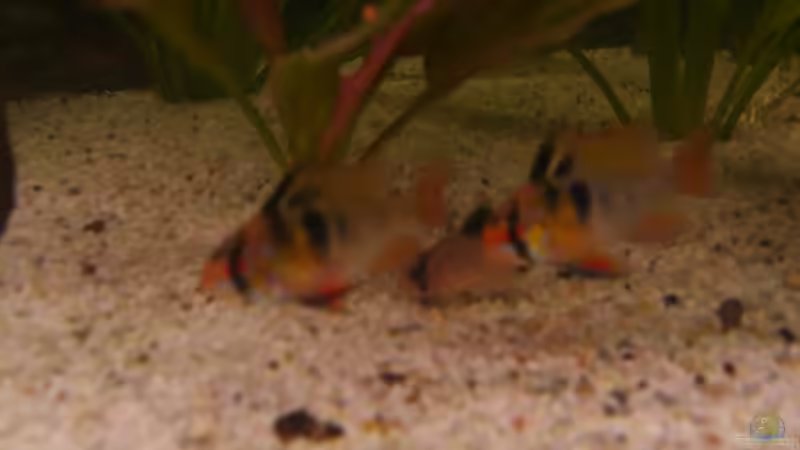 Besatz im Aquarium Becken 6512 von Andreas Müller (15)