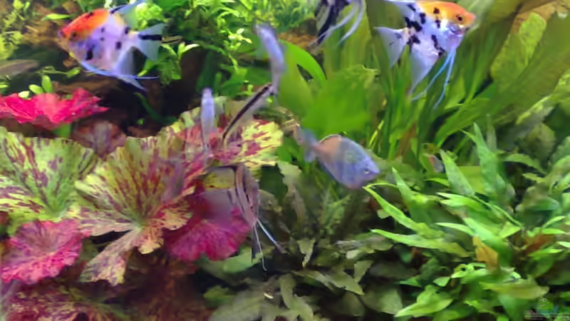 Besatz im Aquarium Becken 6521 von Marcel Kirchhoff (14)