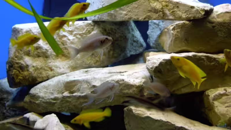 Besatz im Aquarium Becken 6544 von Andreas Kosir (6)