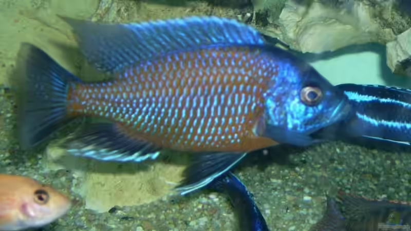 Besatz im Aquarium Becken 6558 von Aqua-Man11 (25)