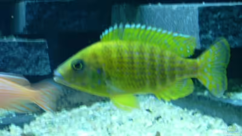 Besatz im Aquarium Becken 6558 von Aqua-Man11 (27)