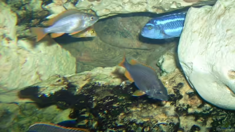 Besatz im Aquarium Becken 6558 von Aqua-Man11 (31)