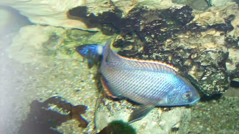 Besatz im Aquarium Becken 6558 von Aqua-Man11 (32)