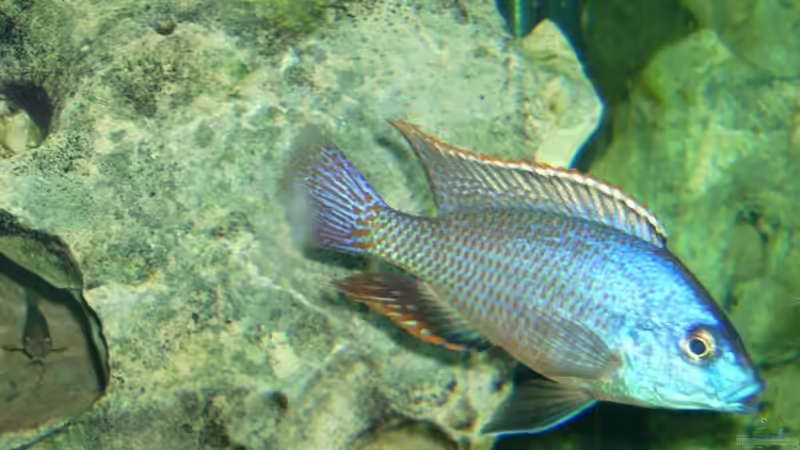 Besatz im Aquarium Becken 6558 von Aqua-Man11 (35)