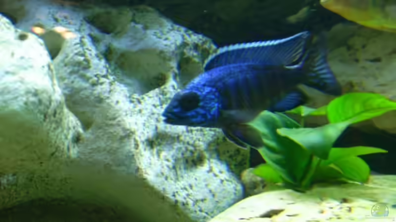 Besatz im Aquarium Becken 6558 von Aqua-Man11 (37)