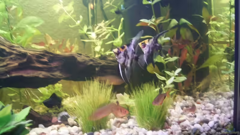 Besatz im Aquarium Becken 6564 von Sven Stockmann (3)