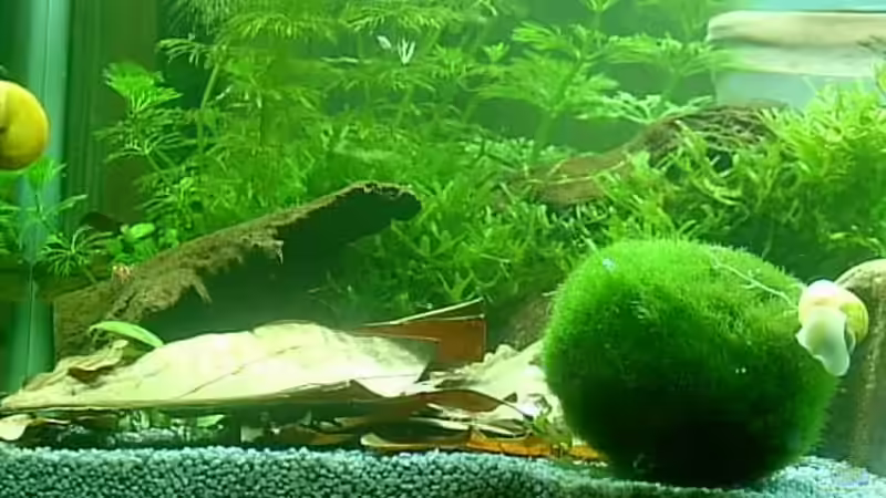 Besatz im Aquarium Becken 6591 von Jacy (7)